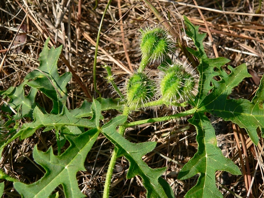 {Cnidoscolus stimulosus}